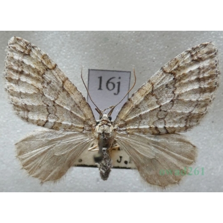 Nothocasis sertata (Hübner, 1817) Płatynka jaworówka Czech16j